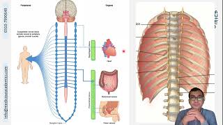 Nerves of Thorax [upl. by Rosio]