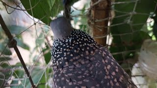 ফাঁদ খাচায় ঘুঘুর ডাকgugu pakir dak ঘুঘু পাখির ডাক ভিডিও spotted dove cooingcallsoundbmmedia1 [upl. by Aspasia]