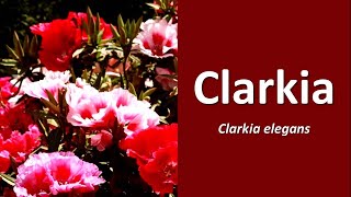 Clarkia elegans Clarkia Mountain Garland [upl. by Guthry]