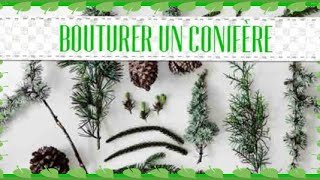 Bouturage des conifères 🌲 comment bouturer un sapin [upl. by Laine]