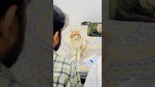 Billu is very clever😱🤣catcomedy cat billucat sajidcat comedy billicomedy funny catlover [upl. by Aissatsan]