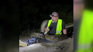 FWC trapper catches 17 foot Burmese python in Florida Everglades [upl. by Alihs]