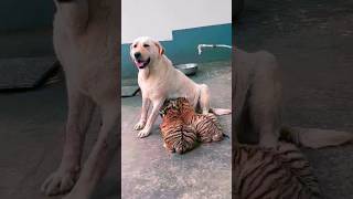 Tiger Cubs Try Dogs Milk for the First Time shorts [upl. by Yelak]