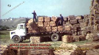 Cork harvest in Tunisia 1976  quercus suber [upl. by Cirdnek]