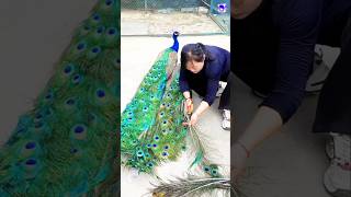 Peacock feathers collection peacock shorts bollywood music hindisong [upl. by Ansaev544]