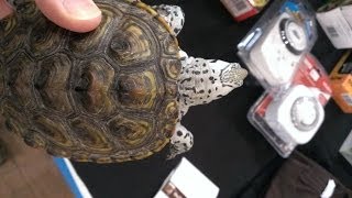 Hamburg Reptile Expo Turtles 2 [upl. by Adlih324]