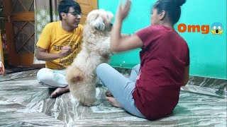 My Dog Attacked On Me😂🤣  Lhasa Apso  Psycho Happier [upl. by Htebarual]