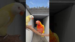 Blue Valley Aviaries  Bird birds lovebirds youtubeshorts pets lovebirdslovers youtubevideos [upl. by Hitchcock306]