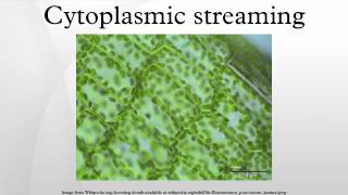 Cytoplasmic streaming [upl. by Ware]