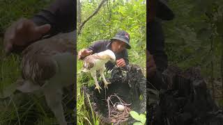 A man see Eagle make a nest in a stump tree part 02 arboreal treefelling conifer treestump [upl. by Avirt507]