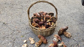 Boletus Pinicola Boletus Edulis Boletus Badius Niscalos y Lenguas de vaca [upl. by Oiled]