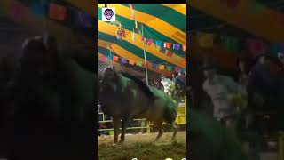 VAQUERO RUDO CON PALLMALL 2 jaripeo rodeo mexico 😎 [upl. by Zitella]