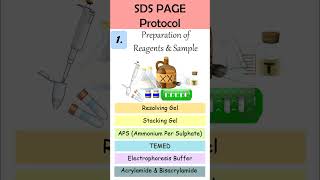 What is SDS PAGE shorts [upl. by Mears]