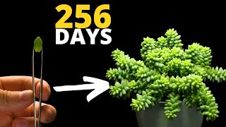 The MOST Satisfying Plant Time Lapse EVER  Burro‘s Tail Succulent [upl. by Macintyre]