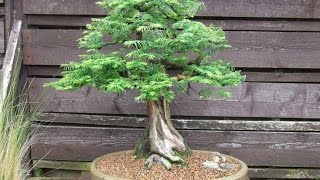 Metasequoia glyptostroboides [upl. by Cassi]