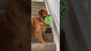 Try Not To Laugh 🤣 Funniest Cats and Dogs 2024 😹🐶 Part 7 Dog cat shorts Pet cute animals pupy [upl. by Nylkcaj]