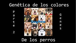 Colores de los perros parte 2 Genes [upl. by Shulins]