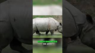 Animales en PERLIGRO de EXTINCIÓN 2024⚠️🦏 13 [upl. by Eillehs]