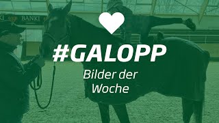 Die Bilder der Woche galopp KW 22 Teil II [upl. by Stan]