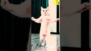 Punjabi song me cats dance 🤣🤣🤣 shorts ai aicatdance viralshorts trendingshorts subscribe [upl. by Scotney]