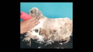 Neglected Matted Dog grooming [upl. by Ashwell]