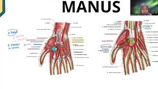 ANATOMI MANDIBULA ANTEBRACHII amp MANUS DAN ARTICULATIO GENU amp OS FEMUR [upl. by Melia]