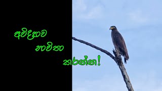 අවිද්‍යාව භාවිතා කරන්න [upl. by Corissa66]