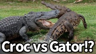 Crocodile vs Alligator What’s the Difference [upl. by Resa]