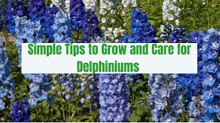 How to grow and care for delphinium plant  Gardening Glory [upl. by Vail]