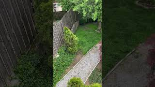 Dog Enrichment In A Small Yard [upl. by Nossah549]