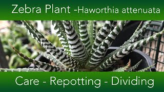 How to Grow The Zebra Plant Succulent  Haworthia attenuata Varieties and Propagation [upl. by Alair]