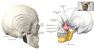 Baş boyun Anatomisi Görselli Arasınav denemesi çözümü Anatomi İnsan Anatomisi TUS DUS SBF [upl. by Brinna578]