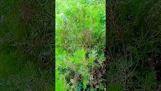 Te hai mor pankho ka paudha shortvideos garden howtogrowlotusathome plants [upl. by Yllor215]