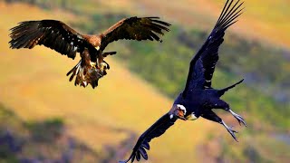 AGUILA REAL vs CONDOR ANDINO  ¿Quién Ganaría  EPIC VERSUS 🦅 [upl. by Huebner74]