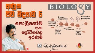 AL Molecular Biology  6 Polysomes and Protein modification පොලිසෝම හා ප්‍රෝටීනවල ඉරණම [upl. by Lipp551]