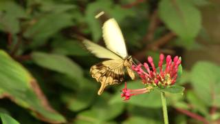 African Swallowtail Mocker Swallowtail or Flying Handkerchief Papilio dardanus Ƹ̵̡Ӝ̵̨̄Ʒ [upl. by Eiznik72]