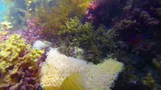 Aplysia Californica Sea Hares coupling underwater  making eggs [upl. by Warrin396]