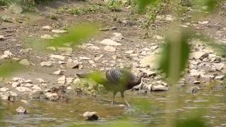 Guajolote Pavos Silvestre Y Sus Polluelos Saliendo Del Monte A Un Arroyo [upl. by Hewes]