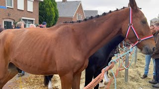 Paardenmarkt in Hedel am 07112022 Niederlande [upl. by Rainah]