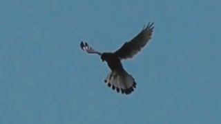 Turmfalke Falco tinnunculus in Wien  Common kestrel [upl. by Falk]