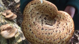 Dryads Saddle Sandwiches Polyporus squamosus [upl. by Acirderf986]