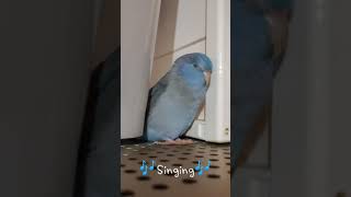 太平洋鸚鵡 小嗶愛說話2 Blue parrotlet talking 喋れるマメルリハのびーちゃん [upl. by Assenej]