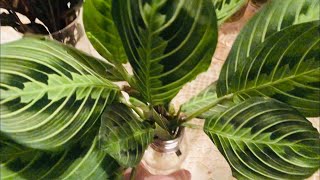 Maranta Prayer Plants  Water Propagation and Water Culture Growing [upl. by Lauritz536]