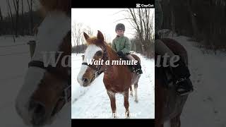 Hehe🤣 allindiamarwarihorsesocietyaa equestrian marwarwarhorse musiclyrics [upl. by Englis]