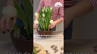 Floralux DIY De lente in een bloempot [upl. by Aicyla683]