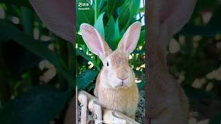 Rabbit vs mouse comedy seans🥰🤪🐰🐇🐁 ytshorts trending viralshort trend [upl. by Cozza268]