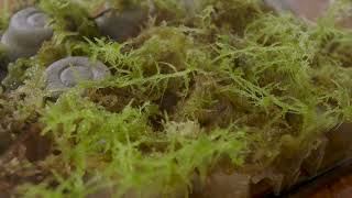 Setting Up A Moss Terrarium  Growing Sphagnum Moss [upl. by Apilef309]