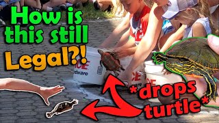 Exposing the Cruel Truth about Minnesotas Turtle Races [upl. by Arehc421]