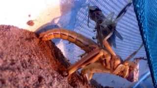 Locust shedding its skin [upl. by Irat]