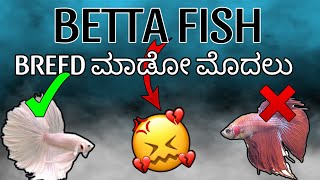 How to condition betta fish for breeding in kannada  fighter fish breeding 🥰 goldenpetskannada [upl. by Ursola]